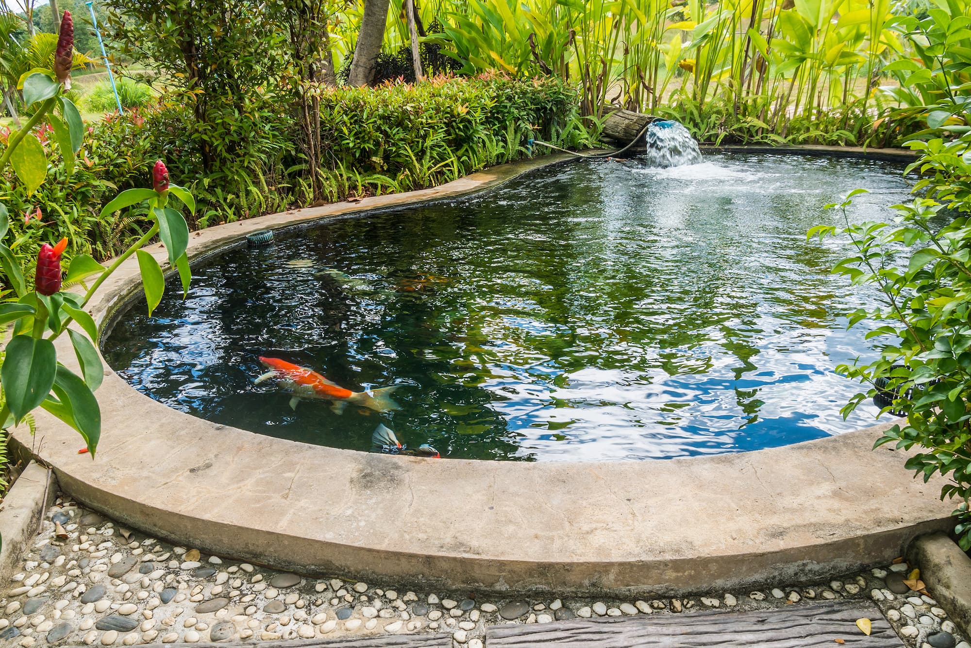 Pourquoi inclure un bassin dans son jardin paysager ? Saint-Louis