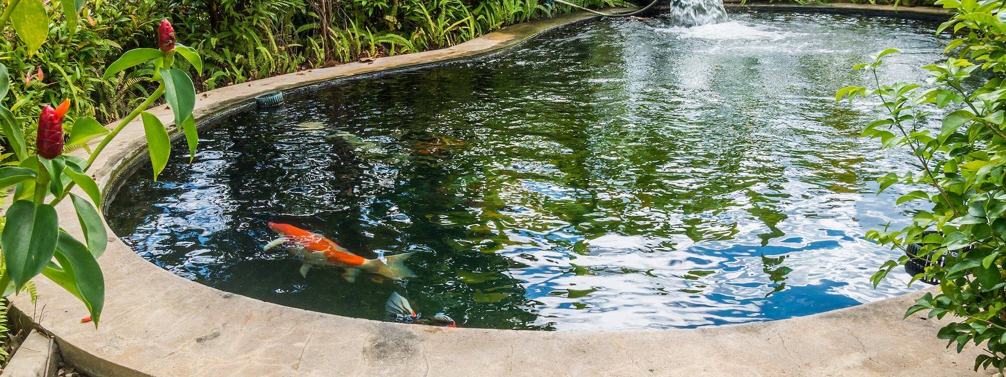 Pourquoi inclure un bassin dans son jardin paysager ? Saint-Louis